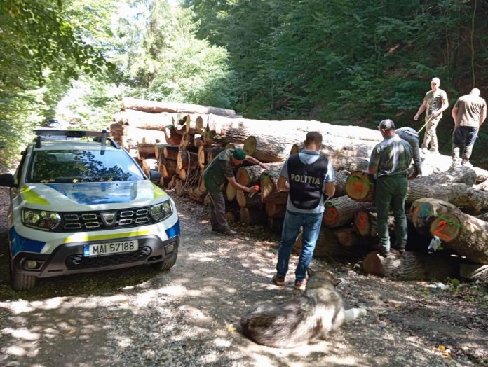 La un ocol silvic de pe lângă Apața s-au găsit alte stocuri decât cele înregistrate
