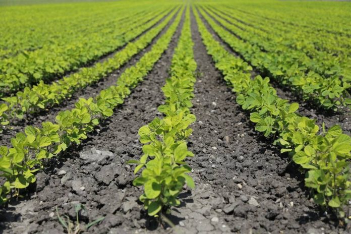 Digitalizare pentru fermieri: APIA lansează Portalul unic al solicitanților de sprijin în agricultură