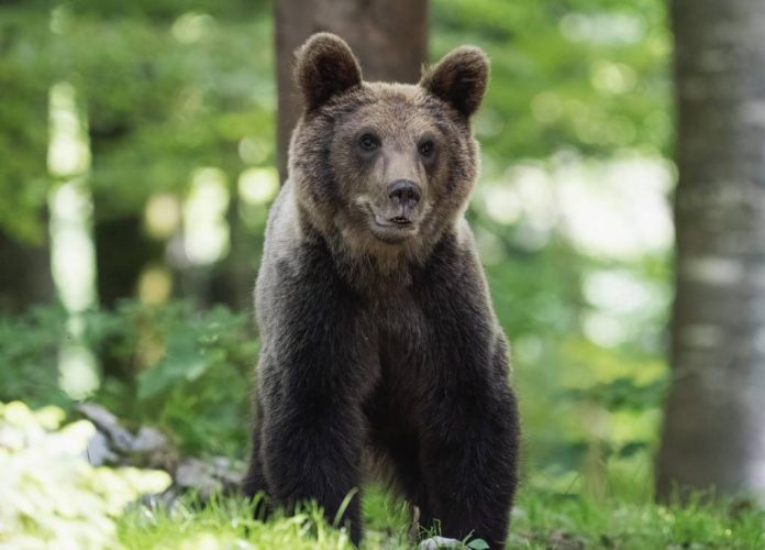 Șase tineri din Săcele, fugăriți de urs pe stradă. Localnicii trăiesc cu frica sălbăticiunilor
