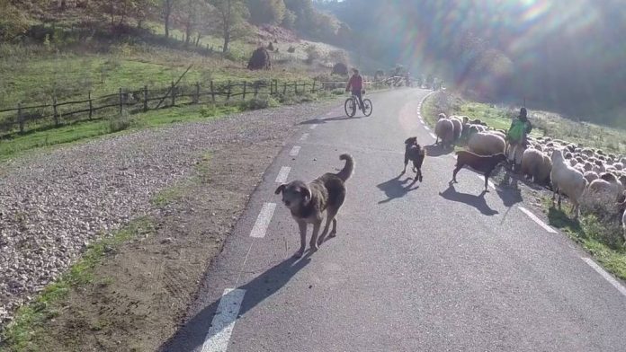 Numărul turiștilor atacați de câini pe munte crește. Sfaturi de la salvamontiști