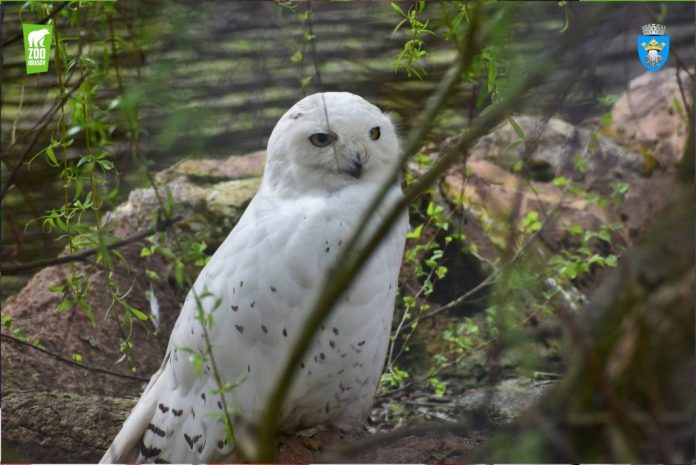 Program de iarnă la Grădina Zoologică Brașov