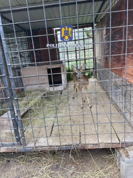 Razie în zona de nord a județului Sibiu, într-un dosar de luare de mită, dare de mită, delapidare, tăiere fără drept de arbori în formă agravată. A fost identificat și un caz de braconaj prin vânătoare