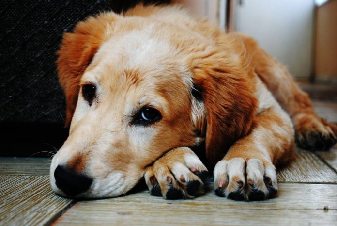 6 semne care arată că animalul tău de companie este stresat sau trist