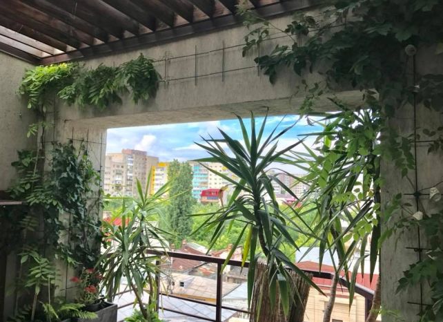 Sfat Expres: Cum îngrijim plantele în sezonul rece