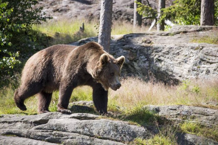 Cum poate fi evitată întâlnirea cu animalele sălbatice în timpul drumețiilor, potrivit salvamontiștilor