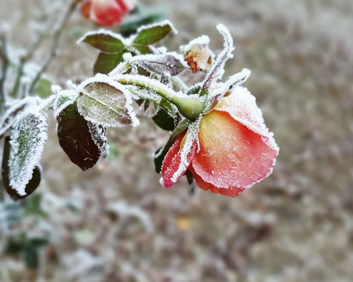 Un nou val de aer polar va aduce primele temperaturile sub 0 grade C