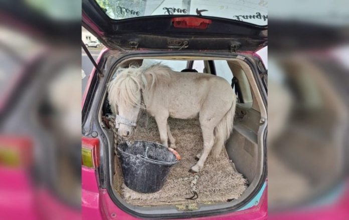 Un ponei Shetland „pasager” într-o mașină roz