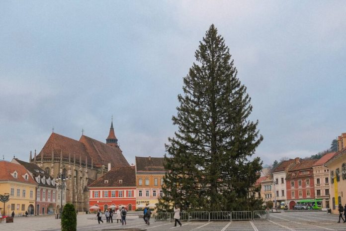 Aproape 60.000 de lei, bradul de Crăciun din Piaţa Sfatului