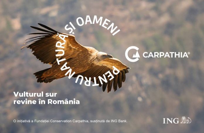 Vulturul sur revine în România
