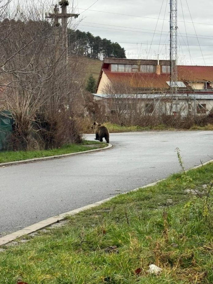 Urs în zona Coresi și în Triaj (VIDEO)