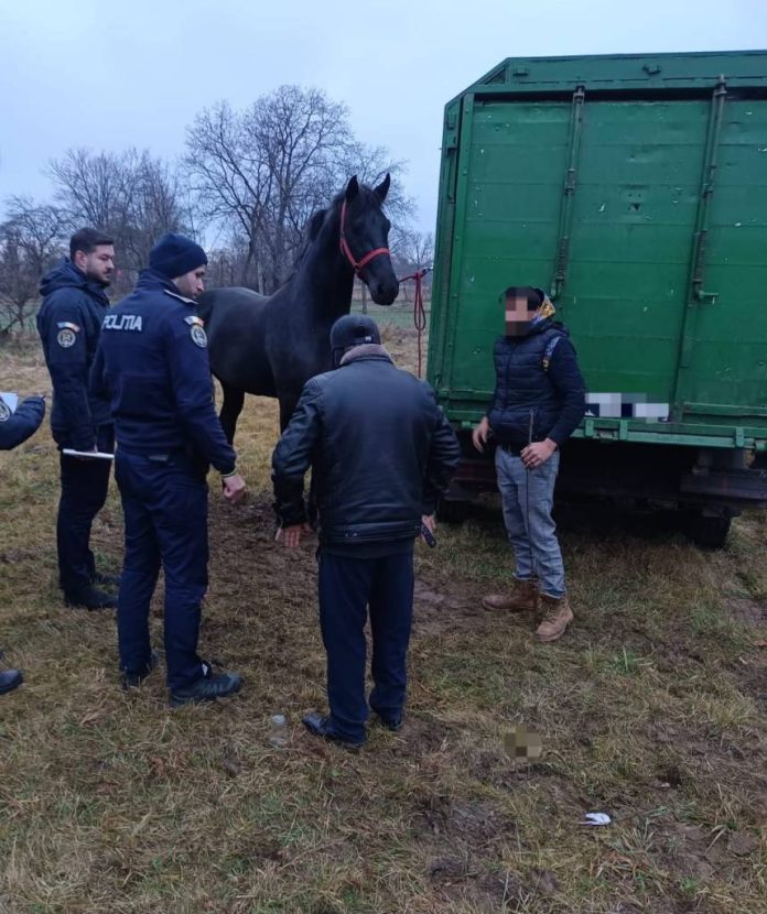 Cai vii, declarați decedați, la un târg neautorizat din județul Brașov