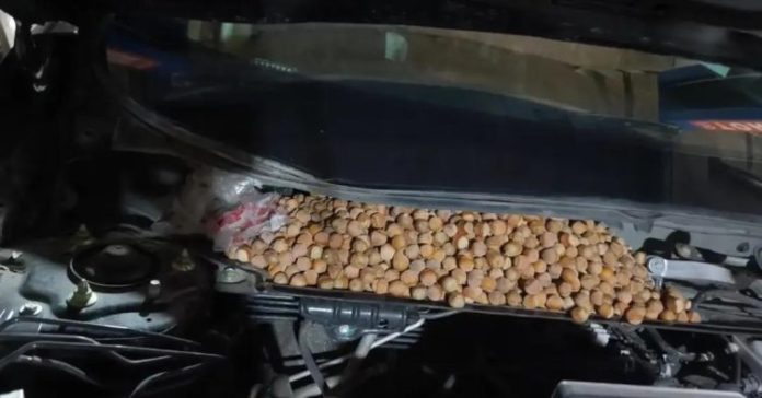 Mașină transformată în depozit de alune: Un șofer din China a descoperit peste 18 kilograme ascunse sub capotă
