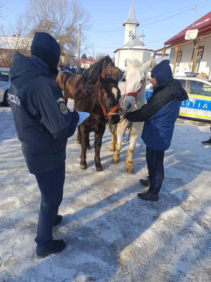 Sancțiuni de aproximativ 10.000 de lei, la un târg de cabaline din Recea