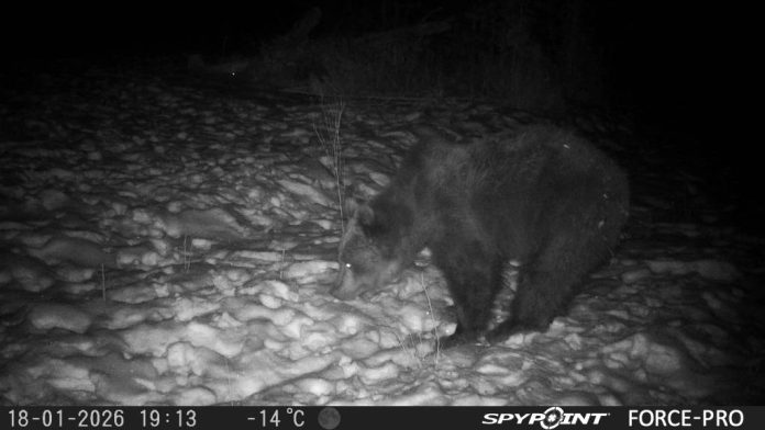 VIDEO: Urșii, lupii, râșii, carnivorele mari din Pădurea Bogății, sub monitorizare