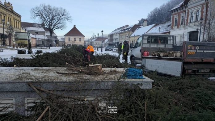 Bradul de Crăciun din Râșnov, transformat în lemn de foc pentru o familie necăjită