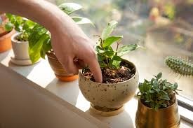 Metode practice: Ghid de îngrijire a plantelor în vacanță 