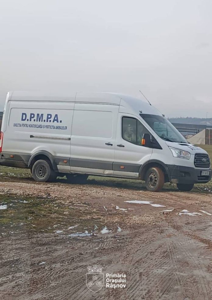 Câinii fără stăpân din Râșnov, adunați de pe străzi și duși în adăposturi