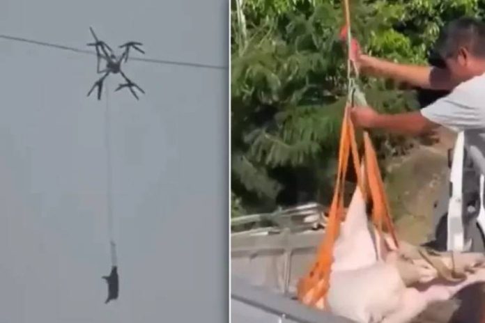 Transport alternativ la abator: Porcul zburător care a lăsat un sat întreg fără curent electric