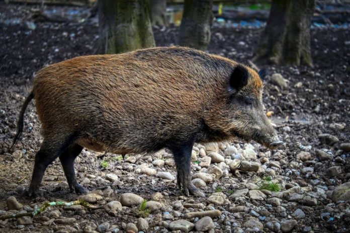 Două cazuri de pestă porcină africană la mistreți, în județul Brașov. Din zonele afectate vor fi eliminați toți mistreții