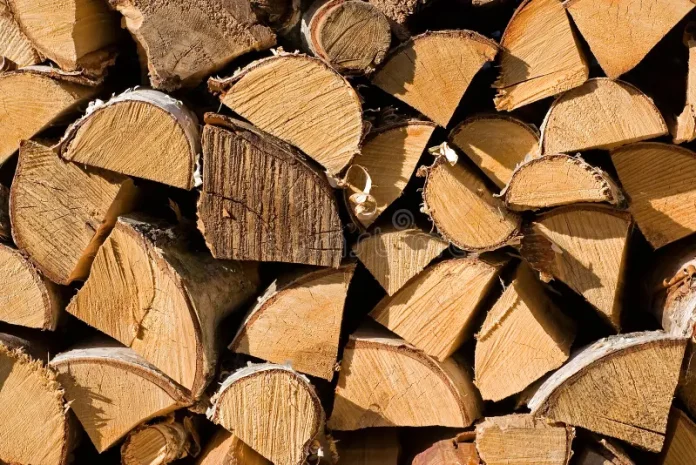 Tăieri ilegale de arbori din fondul forestier, în zona Cantonului Silvic Bratocea
