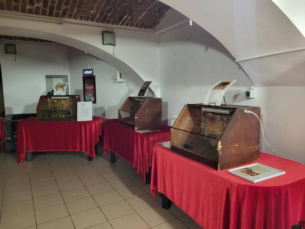 Tarantule uriașe, insecte exotice, reptile, cameleoni, șopârle, într-o expoziție, la Centrul Cultural Reduta 
