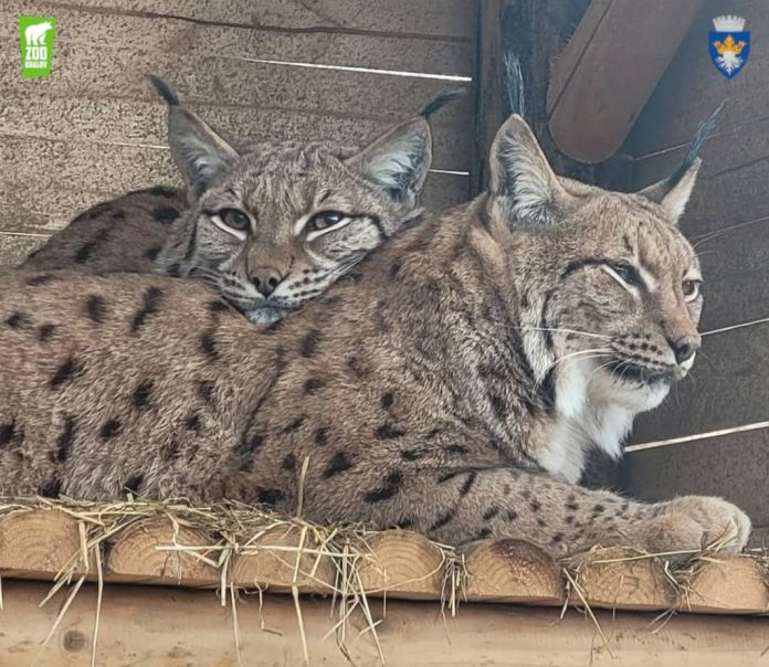 Program de vară la Grădina Zoologică Brașov