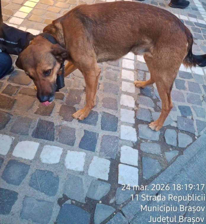 Câini nesupravegheați în Centrul Istoric din Brașov: unul a ajuns din nou la proprietarul lui, celălalt a fost dus la adăpost
