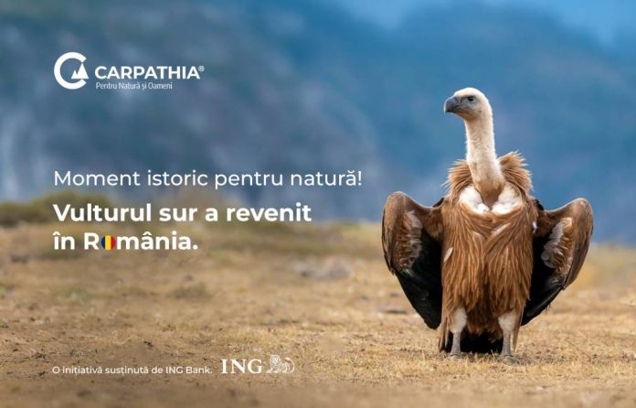 Revenirea vulturului sur în România: primele 25 de exemplare au ajuns în Masivul Făgăraș