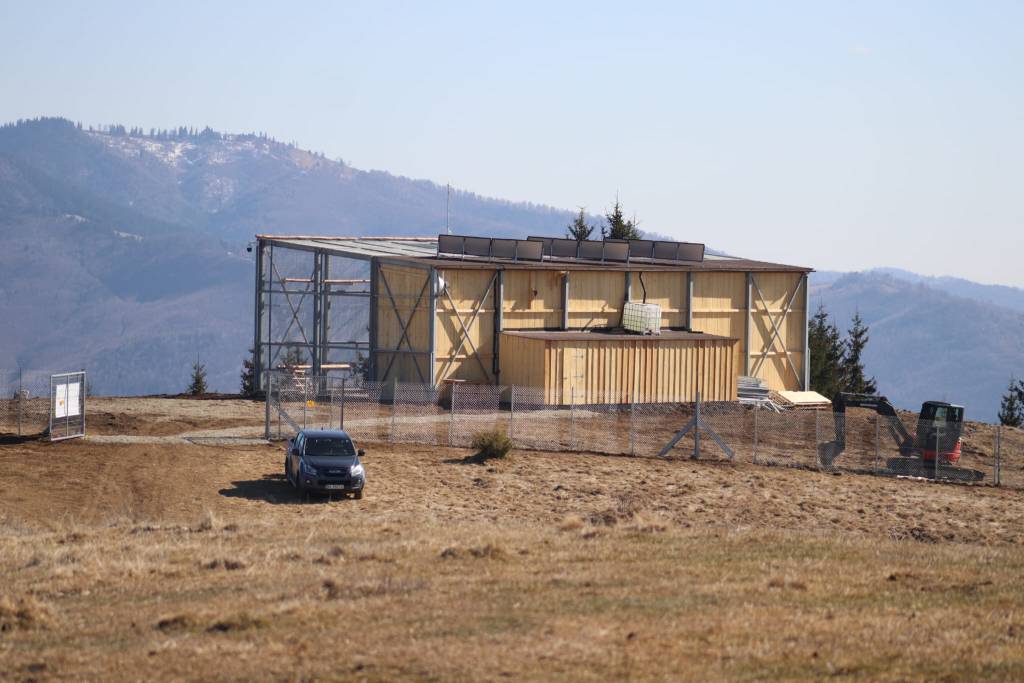 Revenirea vulturului sur în România: primele 25 de exemplare au ajuns în Masivul Făgăraș