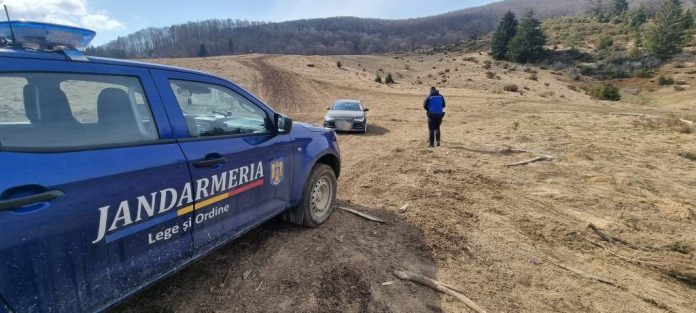 Jandarmii au împărțit amenzi în județul Brașov și au descoperit tăieri ilegale de arbori