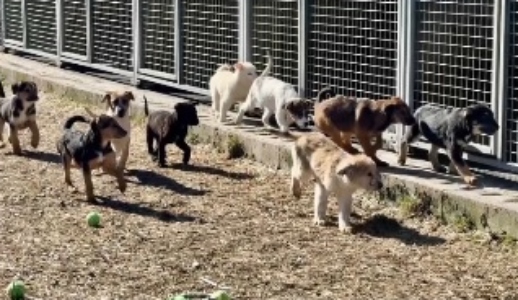 Zile deschise la Adăpostul canin din Brașov: adopții și lecții despre responsabilitate