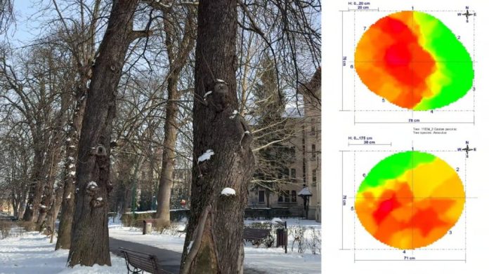 Un nou incident tragic în județul Brașov l Arbori periculoși vor fi tăiați din zona Aleii de Sub Tâmpa și din Parcul Gheorghe Dima