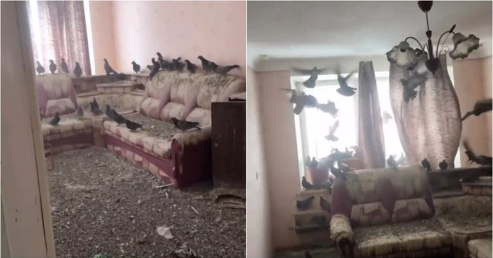 Apartament invadat de porumbei după ce proprietarul a uitat geamul deschis trei ani