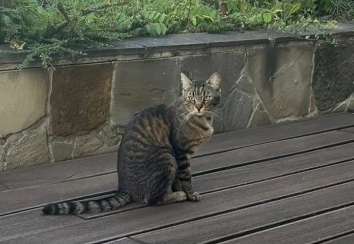 Motănel pierdut în Brașov. Răspunde la Mickey sau Micu