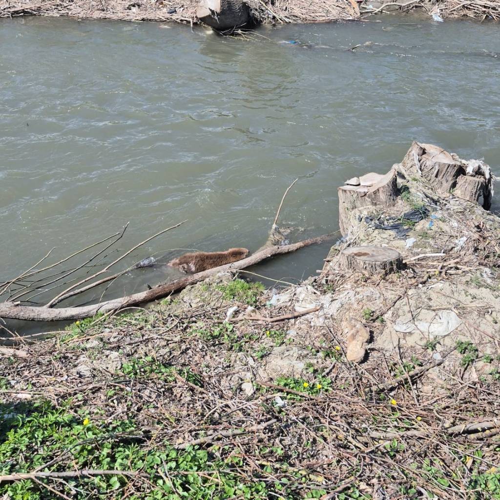 FOTO: Un castor alungat din habitat a fost salvat și redat naturii