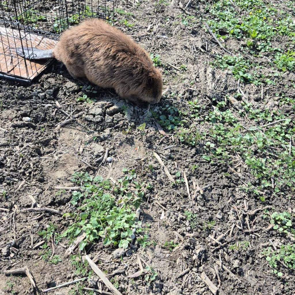FOTO: Un castor alungat din habitat a fost salvat și redat naturii