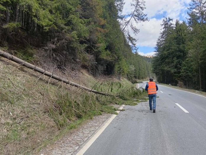 FOTO: Intervenții pe drumuri naționale din Brașov și Harghita după arbori doborâți de vânt