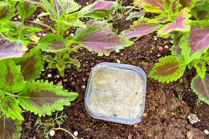 Cum să scapi de melci în grădină cu bere: metodă simplă și ecologică