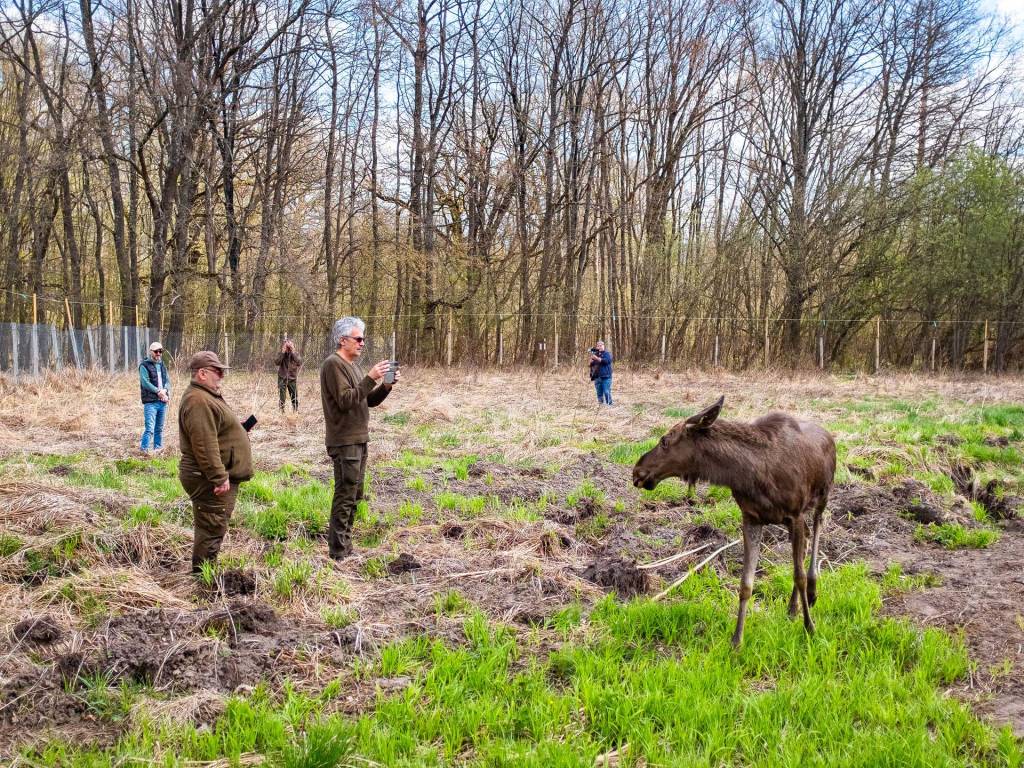 Moment istoric: Elanul revine în România, în Parcul Natural Vânători Neamț