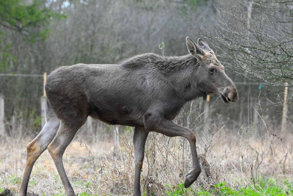 Moment istoric: Elanul revine în România, în Parcul Natural Vânători Neamț