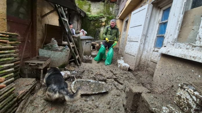 11 câini, inclusiv 5 pui, au fost salvați dintr-o gospodărie din Șchei, unde trăiau în condiții improprii