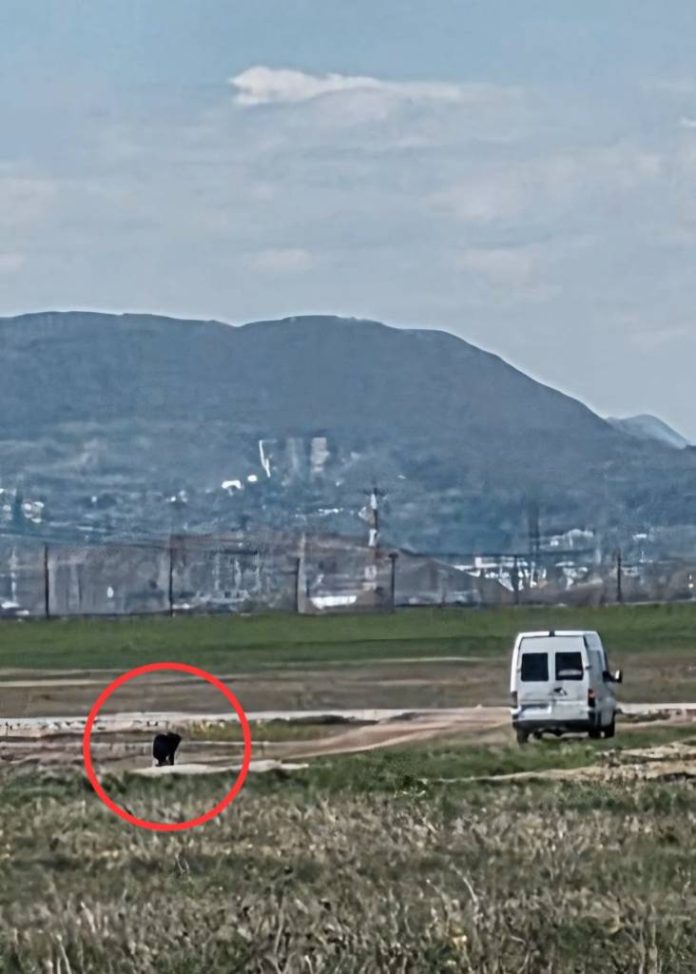 Câine abandonat pe un câmp, lângă Brașov. Proprietarul, identificat și sancționat de polițiști