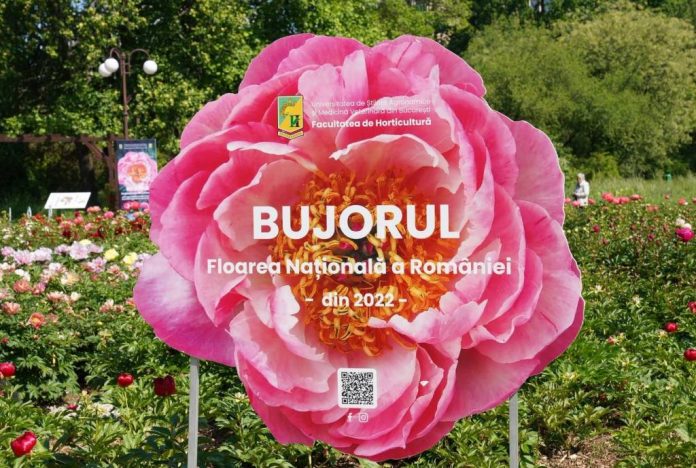 Primul soi de bujor produs în România va purta numele Madrigal