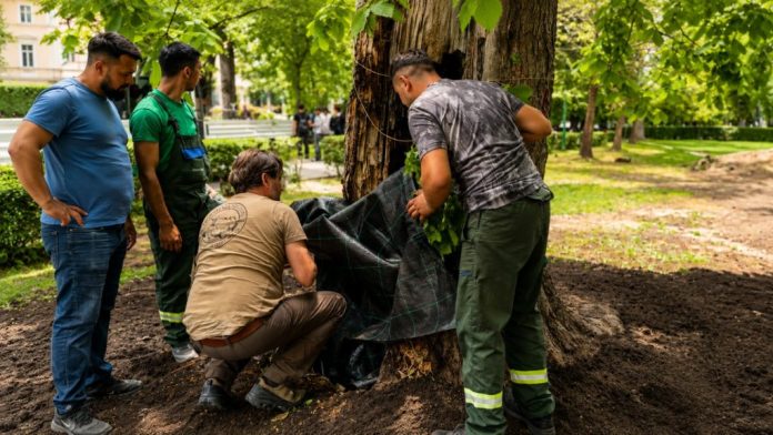 Brașovul încearcă să salveze un castan secular de 250 de ani din Parcul „Andrei Șaguna”