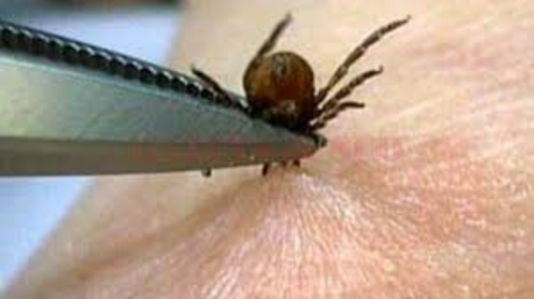 Ghid de prim ajutor: Ce facem dacă ne mușcă o căpușă