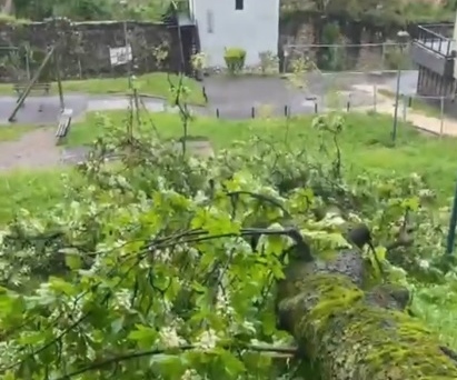 Copac prăbușit sub Tâmpa. Autoritățile monitorizează arborii din zonă