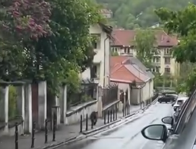 Un ursuleț a apărut miercuri pe la Poarta Schei. Animalul s-a retras în pădure, fără incidente