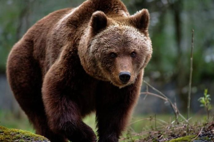 Un urs a fost extras din zona străzii Jepilor