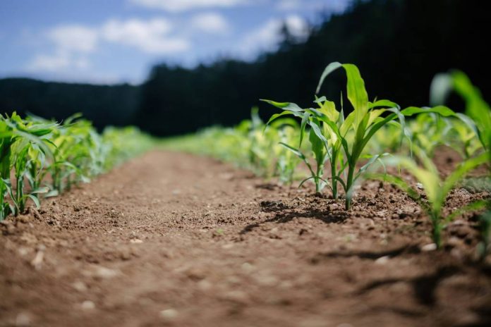 APIA a încheiat Campania 2026: Peste 671.000 de cereri de plată depuse de fermieri