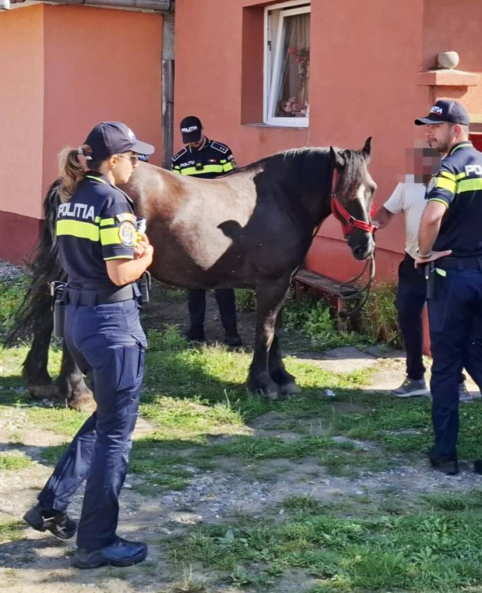 Dosare penale și amenzi după controale pentru protecția animalelor în Dumbrăvița